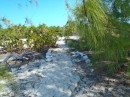 The paths on Cambridge Cay are often lined with conch shells.