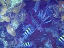 This is one of the dreaded lionfish, an invasive species.  In the USVI we were encouraged to let the authorities know when we had spotted one.  We