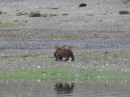 Grizzlies on the shoreline 