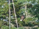 bald eagle in the trees