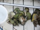 I even went fishing for oysters in Maskills Harbour.. what a "FUN" experience LOL