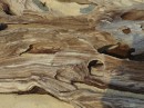 Driftwood detail
