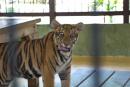 Hello breakfast!: Cute tiger cub.