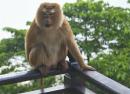 Monkey on our balcony, Supalai resort near Ao Po marina