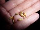 Germinating barley used in the malting process. 
