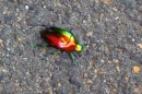 Cool beetle on the exercise road.