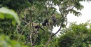 Howler Monkeys are great to listen to!