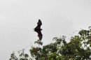 A "Flying Fox" Fulaga has fruit bats.  They are cool.