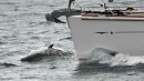 Company on our passage.  We never get tired of watching the dolphins.