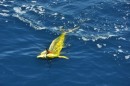 Even this beautiful Dorado went on to live a happy day.