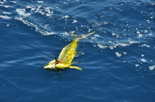 Even this beautiful Dorado went on to live a happy day.