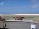 Our crab hood ornament.