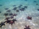 Pillow starfish, hundreds of them
