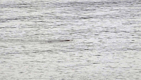 Croc swimming by on Coiba, yikes!