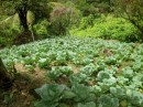 cabbage on the hillside.....with irrigation