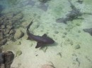 nurse sharks hanging out by Anchorage Yacht Club