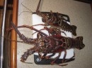 Dinner - tonight and another night. Hoping lobster freezes well