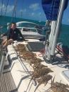 Lobsters Speared at Hog Cay
