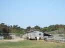 Pony Pasture, Ocracoke 100511