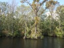 The Great Dismal Swamp 100111