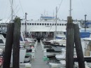 Busy marina docked at DiMillo