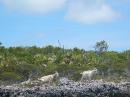 Wild goats on Compass Cay