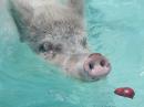 Swimming pigs at Big Major
