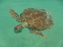 Turtle at Crab Cay