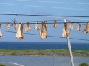 Conch drying at Duncan Town