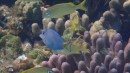 Coral and Blue Tang