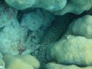 Spotted eel - wouldn