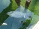 Manatee at Great Harbor Cay Marina with tracking device attached around tail - Nancy in reflection of water taking pic