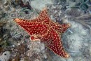 Reticulated sea star