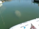 Manatee...understandable why they get hit by boats often...very hard to see under the murky water!