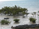 Mangrove trees on Rocky Point