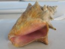 This is one of the conch shells I cleaned. A very messy and smelly job.