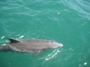Another Dolphin sighting. A morning ritual when they come into the harbor to feed.