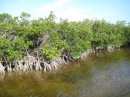 A small bay we came across showing the mangroves growing down into the water