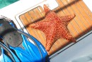 This star fish weighed a ton. Found it in about 10 feet of water. I returned him after taking the picture