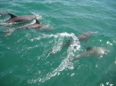 The day of the dolphins. A pod of eight swam with us for over an hour.