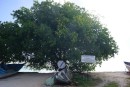 Mangineel Tree