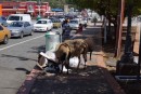 Sheep helping the garbage 