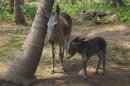 Donkeys in Puerto Perme