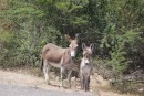 Antigua Donkey