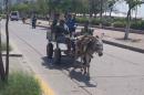 Donkey Carts are still used