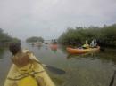 Kayaking in mangrove