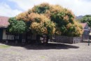 Tree in courtyard Fort Oranje