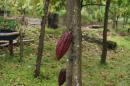 Cocoa fruits the basic ingredient for chocolate