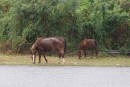 Horses along Route 123