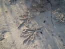 Star Patterns: Created by some creature that lives in the sand in Banshee Creek